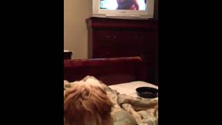 Theodore barking at the TV