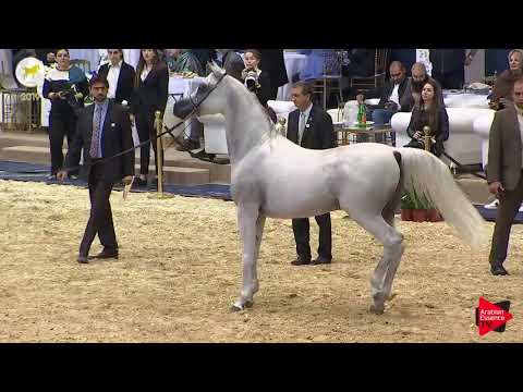 N.79 FARHOUD AL SHAQAB - SEWC 2019 - 7 Years Old and Older Stallions (Class 10)