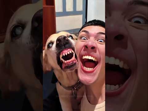 5 Mighty Dogs That Can Take Down a Pitbull! 😱