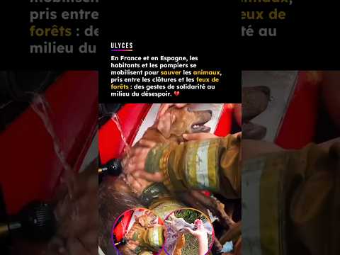 En France et en Espagne, les habitants et les pompiers se mobilisent pour sauver les animaux, 💔