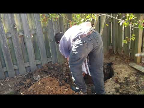 YouTube video about: How far apart to plant eagleston holly tree?