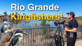 Finding the Three Kingfisher Species In the Lower Rio Grande Valley