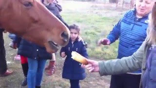 Feeding Horses in the Middle of Spain