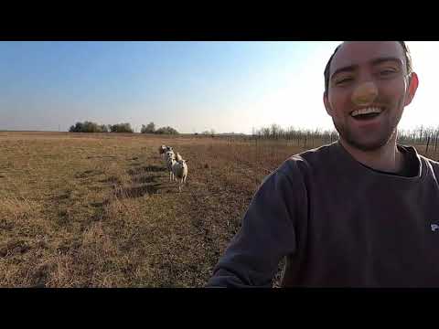 ДЕШАВАЊА НА САЛАШУ / DEŠAVANJA NA SALAŠU