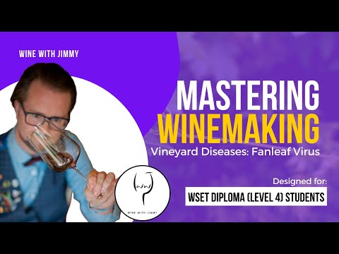 WSET Level 4 (WSET Diploma) Mastering Vineyard Viral Diseases Fanleaf Virus
