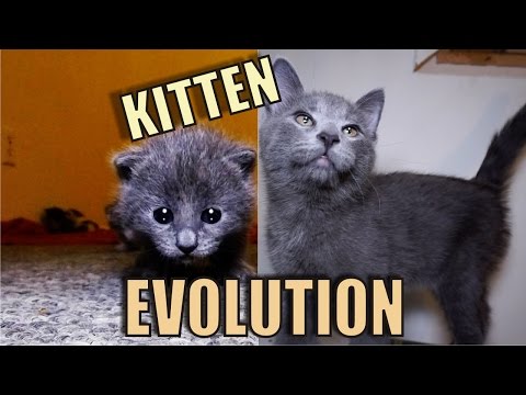 Kitten Evolution - The Gibbyson