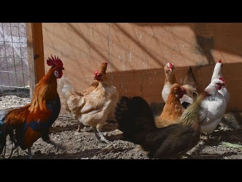 , title : 'Οι κότες με τα πράσινα αυγά'