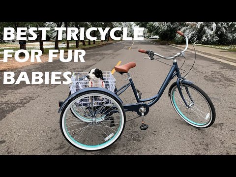 Tail-Wagging Fun: Choosing the Top Adult Trike for Doggie Outings: A Fun Activity With Your Dog!