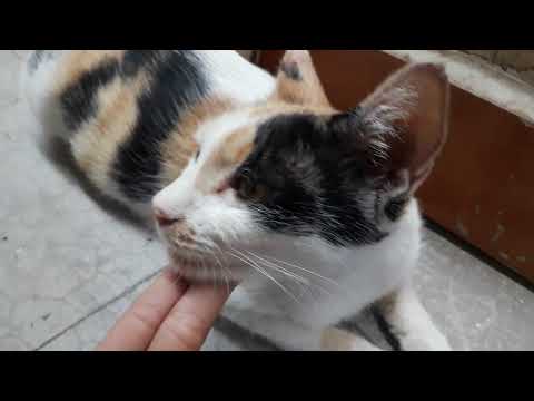 our cute  cat  bichu 😊😹😄