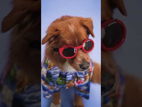 Funny dog video