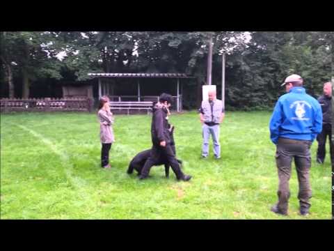 AISAF von Pike´s Spirit 22 Monate