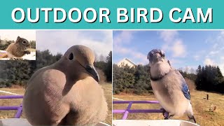 OUTDOOR BIRD CAM VISITORS #canada #birds #wildlife #animals