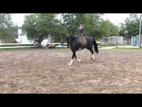 3jähriger Hengst von Vitalis/Abanos, 177 cm, kurz unterm Sattel