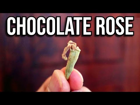 Why did the Aztecs put this flower in hot chocolate? - ROSITA DE CACAO