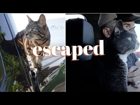 How our cats escaped during a cross country RV road trip & what we learned