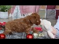 Miniature Poodle dogs for sale: Luna - Video 1