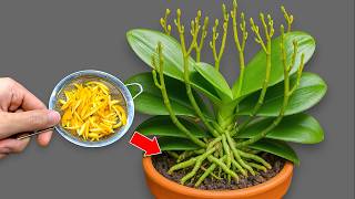 1 Spoon a Week! Suddenly Your Orchid Is Producing New Roots and Flowers All Year Round.