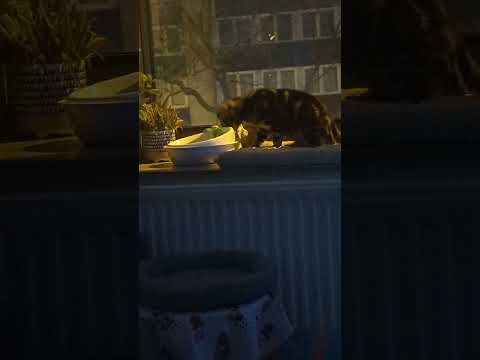 Wieder nur eines im Sinn,Blödsinn