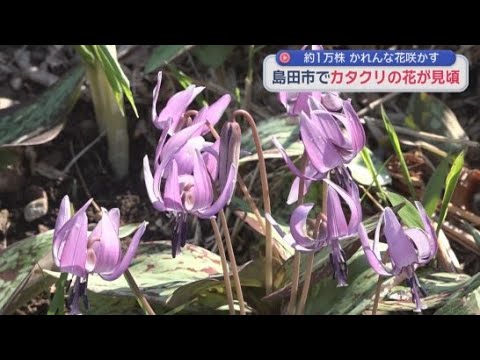 YouTube Video 静岡・島田市でカタクリの花が見頃