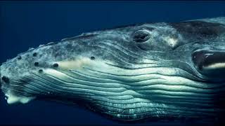 Jon and Vangelis - He Is Sailing (1983)