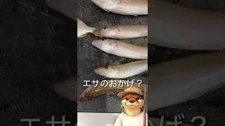 こいつ、オチギスか？ #料理 #fishing #アウトドア