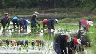 nkauj hmoob cog liaj moo qha