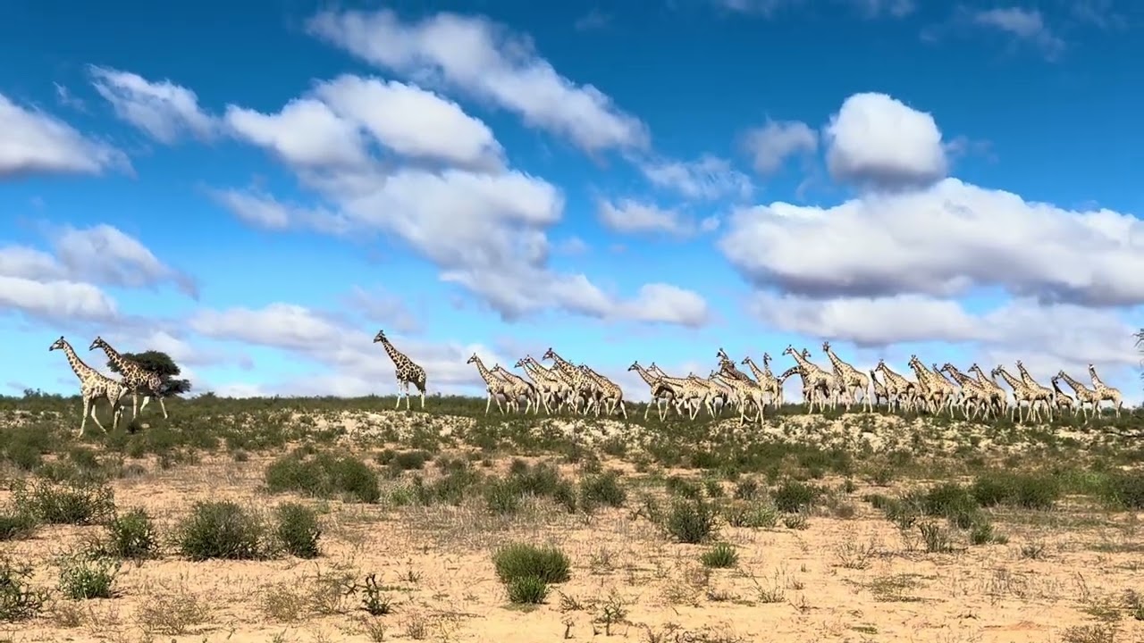 Parade of Giraffes in the Kgalagadi || ViralHog