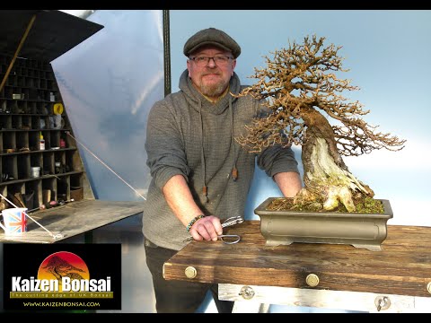 Bonsai Larch Ramification & Refinement with Graham Potter