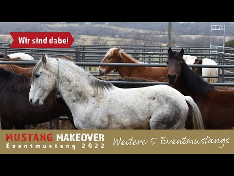 Mustang Makeover 2022 - Wir stellen Euch wieder 5 Eventmustangs vor