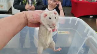 Rodent Country Pet Rats for Sale