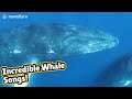 Stunning Audiovisual Recording Of Humpback Whales Singing