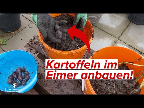 Kartoffeln im Eimer/Topf/Kübel anbauen - Schritt für Schritt erklärt! Kartoffelanbau auf dem Balkon!