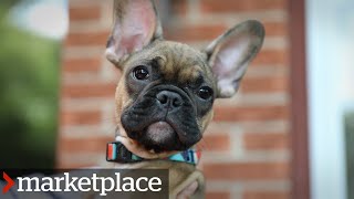 Puppies for sale: Hidden camera investigation (Marketplace)