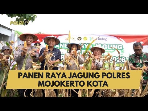 PANEN RAYA JAGUNG POLRES MOJOKERTO KOTA