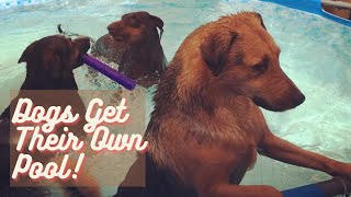 Download lagu Should you get your Dogs a Pool? mp3