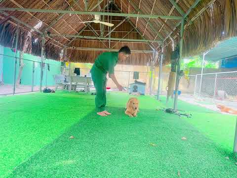 Video Trường Huấn Luyện Chó Cảnh, Chó Nghiệp Vụ Hùng Cường