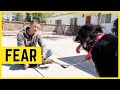 DOG IS TERRIFIED OF ME. BEST WAY TO TRAIN FEARFUL, NERVOUS DOG.