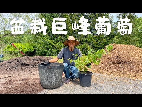 葡萄盆栽种植