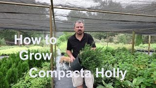 How to grow Compacta Hollies with detailed description