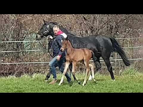 Von und Zu Stutfohlen