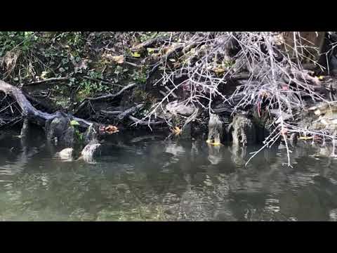 Mink along the North Shore Channel 10.17.2017