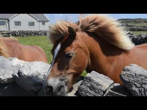 The wind of Ireland. And Masha, the rover