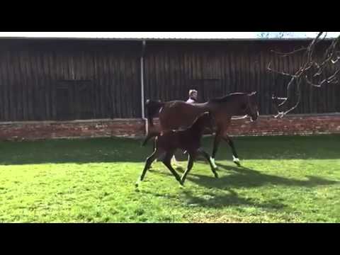 Van Vivaldi hengstfohlen 2