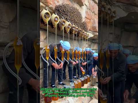 Natural Cliff Honey Harvest! 🐝🍯 Traditional Skill
