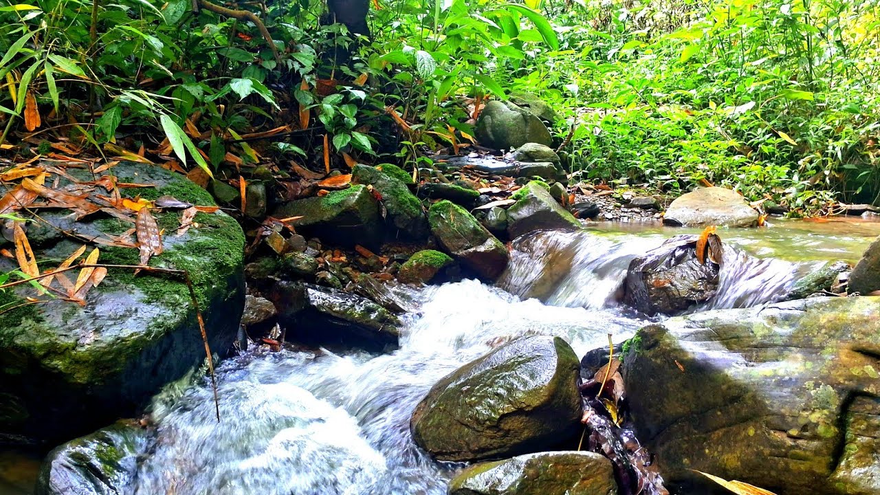 Peaceful Sound of a Flowing Stream and Forest Birds chirping/Nature sounds/Sleep/Study/Focus