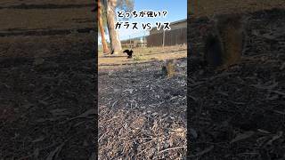 LAカラスVSリスどっちが強い？