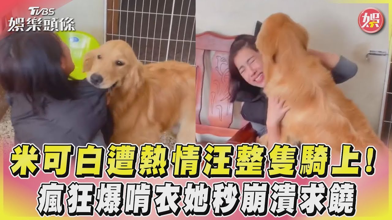 影音／米可白遭熱情汪整隻騎上！　瘋狂爆啃衣她秒崩潰求饒