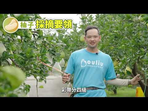 文旦的足跡 從土地到餐桌的故事(長版)