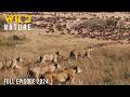 WILD SERENGETI | Battle for Survival in Predator Territory | Animal documentary