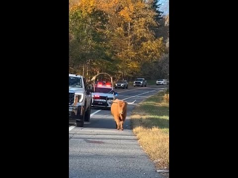 New York police wrangle runaway cow after chase